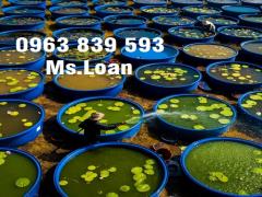 Thùng nhựa trồng cây, thùng nhựa tròn, tank nhựa lắp đặt hệ thống Aquaponics / 0963 839 593 Loan