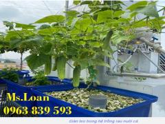 Thùng nhựa 50lit dùng trồng cây, nuôi cá giống / 0963 839 593 Ms.Loan