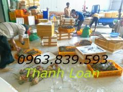 Sóng nhựa hở, sọt nhựa, rổ nhựa đựng nông sản, trái cây, dụng cụ thanh lý sll / lh 0963.839.593 Ms.Loan